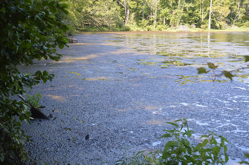 Algae in lake 1